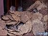 Rat Temple Karni Mata Rajasthan India