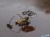 World First Flying Frog 