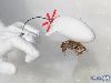 World First Flying Frog 