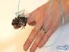 World First Flying Frog 