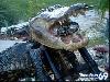 Crocodile Bike Unbelievable Idea