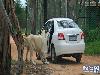 Lion Opens the Door of Toyota