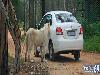 Lion Opens the Door of Toyota