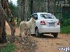 Lion Opens the Door of Toyota