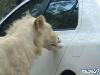 Lion Opens the Door of Toyota