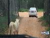 Lion Opens the Door of Toyota