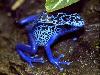 10 Most Poisonous Animals in The World