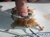 Real Computer Mouse But Madness