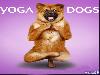 Yoga Dogs for 2010