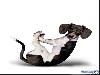 Yoga Dogs for 2010