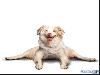 Yoga Dogs for 2010