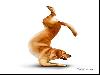 Yoga Dogs for 2010
