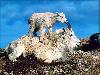 Sure Footed Goats