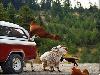 Sure Footed Goats