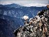 Sure Footed Goats