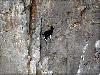 Sure Footed Goats