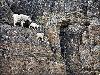 Sure Footed Goats