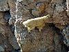Sure Footed Goats