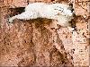 Sure Footed Goats