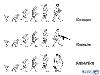 Evolution of Humans in Various Countries