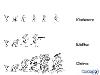 Evolution of Humans in Various Countries