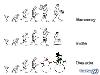 Evolution of Humans in Various Countries