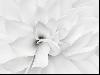 Almost White