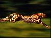 Fastest in the World