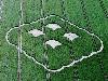 Ultimate Crop Circles in the Field