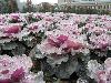 After Ice Rain in South China