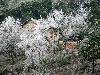 After Ice Rain in South China