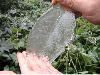 After Ice Rain in South China