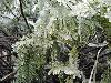 After Ice Rain in South China