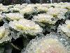 After Ice Rain in South China