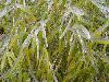 After Ice Rain in South China