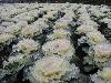 After Ice Rain in South China
