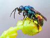 Macro Photography of Insects