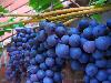 Top 10 Healthiest Fruits