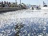 Mass Fish Death in California after Tsunami in Japan