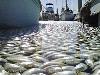 Mass Fish Death in California after Tsunami in Japan