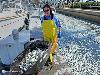 Mass Fish Death in California after Tsunami in Japan