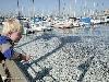 Mass Fish Death in California after Tsunami in Japan