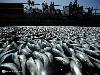 Mass Fish Death in California after Tsunami in Japan