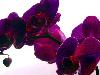 Rare Flowers Orchid Tunicate and More