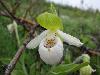 Rare Flowers Orchid Tunicate and More