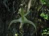 Rare Flowers Orchid Tunicate and More
