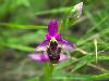 Rare Flowers Orchid Tunicate and More
