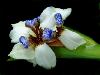 Rare Flowers Orchid Tunicate and More