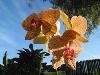 Rare Flowers Orchid Tunicate and More