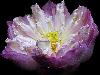 Rare Flowers Orchid Tunicate and More